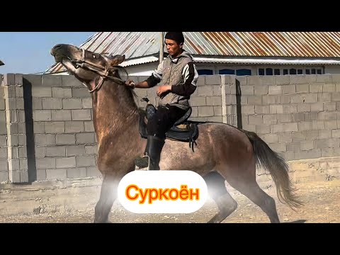 Видео: Суркоён +996-773-720-872. 13 ноября 2025 г.