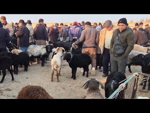 Видео: АБАЙ_ЭМКАДУС КУЙ БАЗОР НАРХЛАР 93_998_00_11 