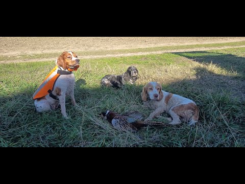 Видео: 11 выход - фазан