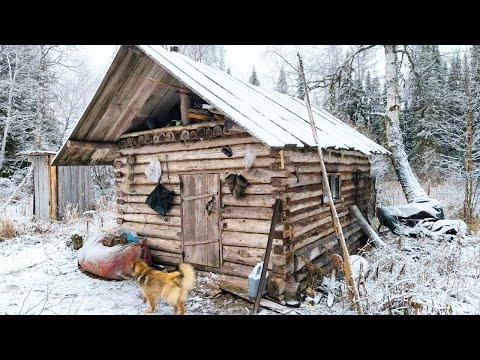 Видео: ИЗБУШЕК БОЛЬШЕ ЧЕМ ДИЧИ В ТАЙГЕ / ОХОТА С ЛАЙКОЙ НА БОРОВУЮ ПТИЦУ / СИЛЫ ПОД КОНЕЦ ДНЯ ПОКИНУЛИ.