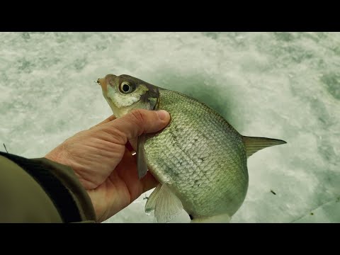Видео: ПОД НАМИ ТОННЫ РЫБЫ, Отец облавливает меня. Рыбалка на ЧЕРТА зимой!