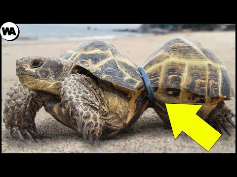 Видео: Никогда не Срезайте Этот Кусок Пластика с Черепах. Животные, Которым не Повезло в Детстве