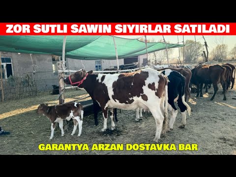 Видео: ЗОР СУТЛИ САУЫН СИЙЫРЛАР САТЫЛАДЫ КОРЕМИЗ 