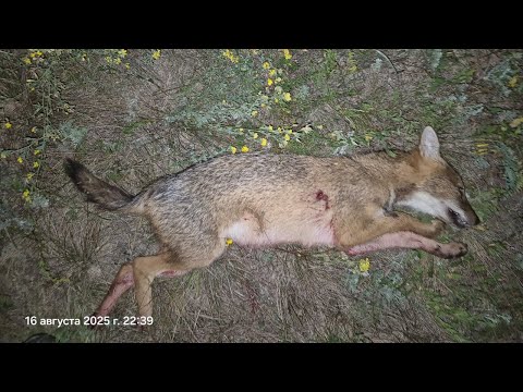Видео: В Ростовских степях гремят выстрелы, охота у Александра набирает обороты. Прицел Sytong XM06-50LRF.