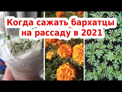 Видео: Когда сажать бархатцы на рассаду в 2021