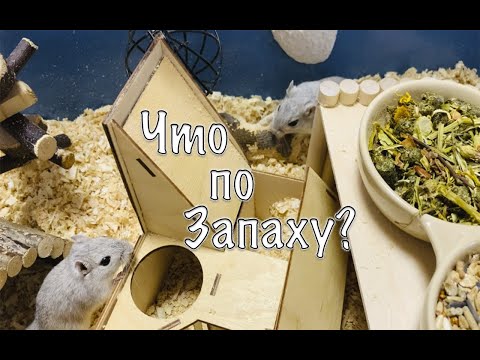 Видео: Мыши песчанки в домашних условиях | мыши песчанки уход и содержание