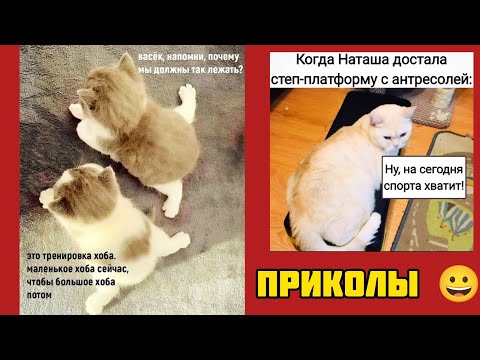 Видео: пушистики тренируются лёжа смешные приколы веселые картинки 😃 и котики 