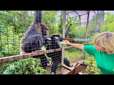 Видео: Посмотрите КАК ИНТЕРЕСНО Оксана Олеговна общается с любимыми шимпанзе)))