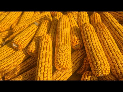 Видео: 🌽 Ҳосили зўр бўлди. #bobodexqonlar 