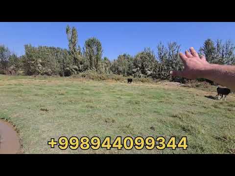 Видео: Жудда зор жойдан уй жой сотилади 