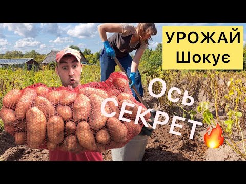 Видео: 🇺🇦Картопля, як ГОЛОВИ❗️сусіди в ШОЦІ.Ось секрет- ЧОМУ❓