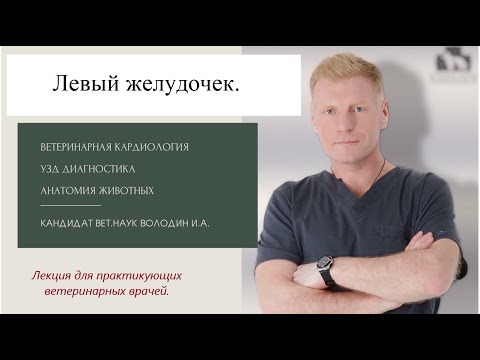 Видео: Левый желудочек.