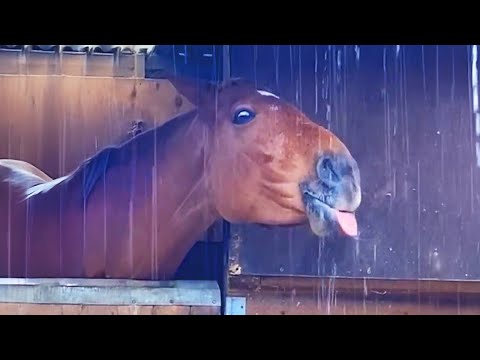 Видео: Лучшие видео о лошадях — эти забавные и милые лошадки обязательно к просмотру! P4