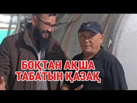 Видео: Боқтан пайда тауып жүрген қазақ. 