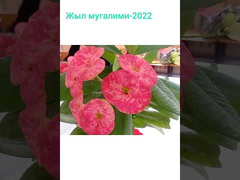 Видео: Жыл мугалим-2022