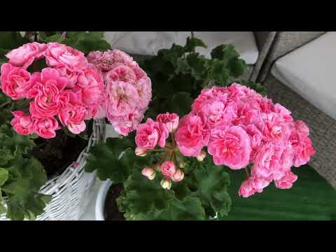 Видео: Пеларгония МальТА Первая Леди