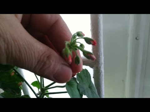 Видео: ГЕРАНЬ ГУЛИМ ГУЛЛАДИ , КИТАЙСКИЙ РОЗАЛАРИМ КУКАРДИ 😊😍☺️