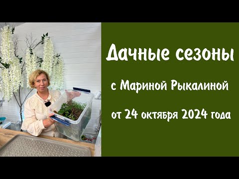 Видео: Дачные сезоны с Мариной Рыкалиной от 24 октября 2024 года