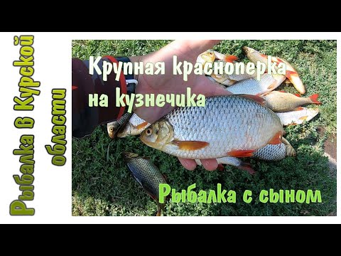 Видео: За крупной красноперкой. Рыбалка на кузнечика