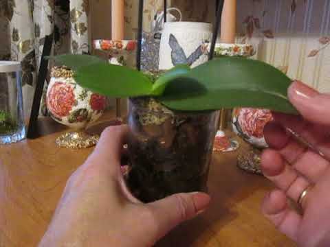 Видео: Уход за мини орхидеей фаленопсис.