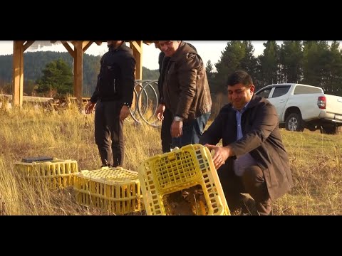 Видео: 100 птиц выпущены в Тетровском лесу в Ахалкалаки