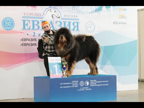 Видео: Евразия 2021 первый тревел в этом году. Москва ринг Тибетский мастифов.