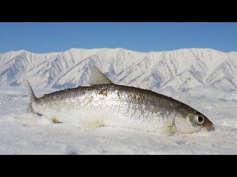 Видео: Зимняя рыбалка на омуля. Байкал 09.03.24 г.