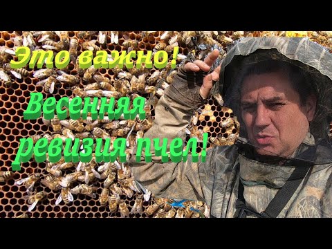 Видео: Главная ВЕСЕННЯЯ РЕВИЗИЯ пчел! Проверка наличия маток и качества расплода, добавляем медовые рамки!