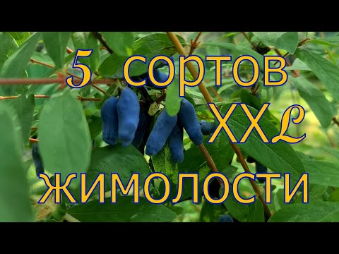 Видео: 5 крупноплодных сортов ЖИМОЛОСТИ! Обзор урожая 2022! Тверская область, мой опыт