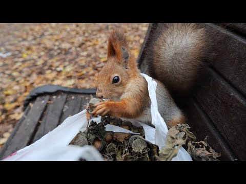 Видео: Белки и орешки. Зарисовка / Squirrels and nuts. The sketch