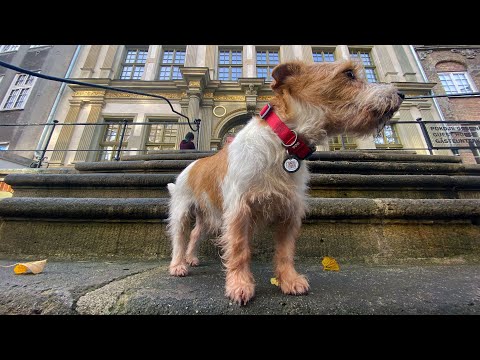 Видео: Как мы лишились лучшего общежития