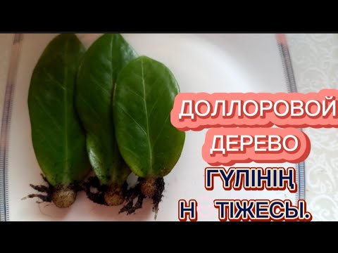 Видео: ЗАМИАКУЛКАС немесе ДОЛЛОРОВОЕ ДЕРЕВО гүлінің көбейту нәтіжесы...#гул #гүлдер #гүл