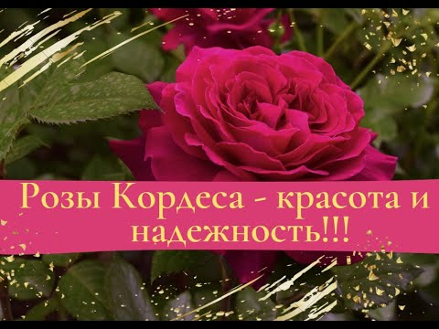 Видео: Розы Кордеса - красота и надежность!