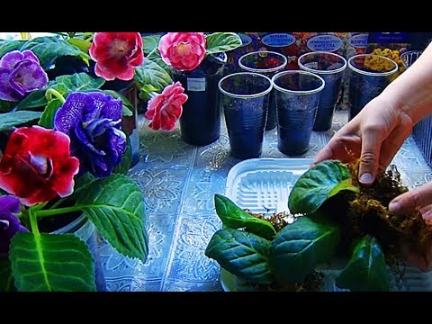 Видео: 🌱ГЛОКСИНИИ укоренились во мхе ! Пересадка вместе со мхом 🌱How to grow gloxinia part №12