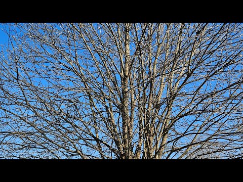 Видео: #36 Дача. Март 2025. Разметка участка и подготовка к установке забора 👩‍🌾🙈