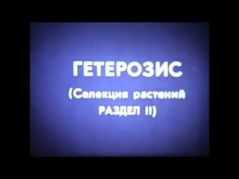 Видео: Гетерозис