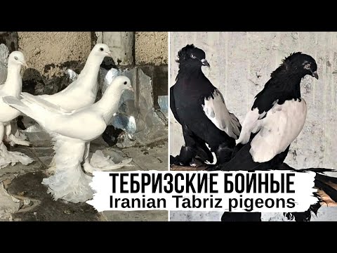Видео: ИДЕАЛЬНЫЙ ВИД, ДА ЕЩЁ И БОЙНЫЕ | Тебризские голуби, Иран | Iranian Tabriz pigeons |  کبوترهای تبریز