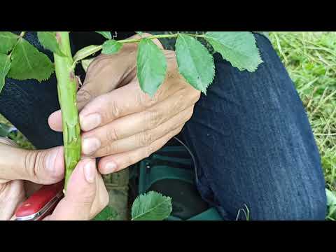 Видео: rose grafting // прививка розы