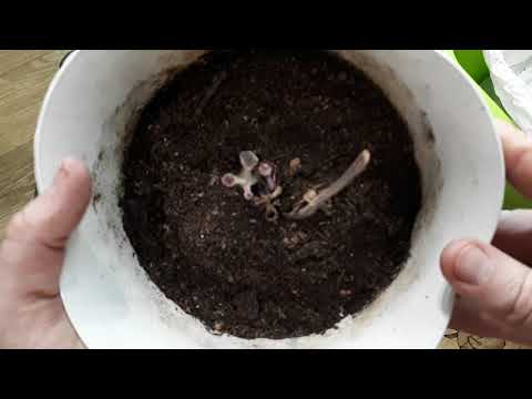 Видео: ГЛОКСИНИИ после пробуждения. Как ПРАВИЛЬНО ПЕРЕСАДИТЬ. Кайзер Вильгельм, Кайзер Фридрих, Брокада