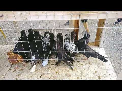 Видео: АСАКА КАБУТАР БОЗОРИ НАХЛАРИ 