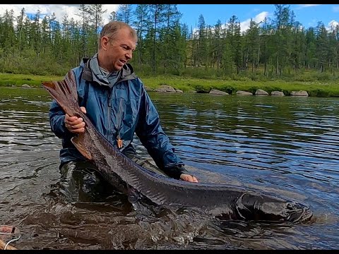 Видео: Опять таймени...