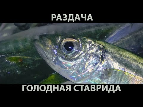 Видео: РАЗДАЧА РЫБЫ БЛИЖЕ К НОЧИ  РЫБАЛКА НА ГОЛОДНУЮ СТАВРИДУ