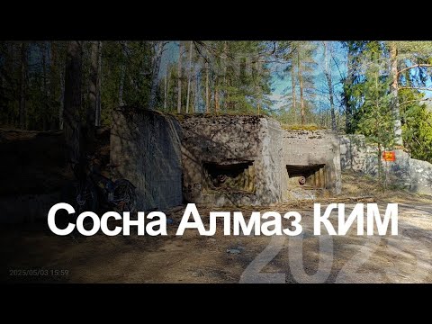 Видео: Сосна Алмаз КИМ