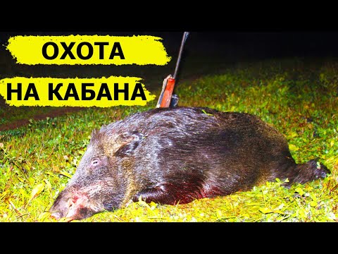 Видео: Охота на кабана, косулю, лань, лося. В поисках охотничьих трофеев. (Охотник и рыболов)