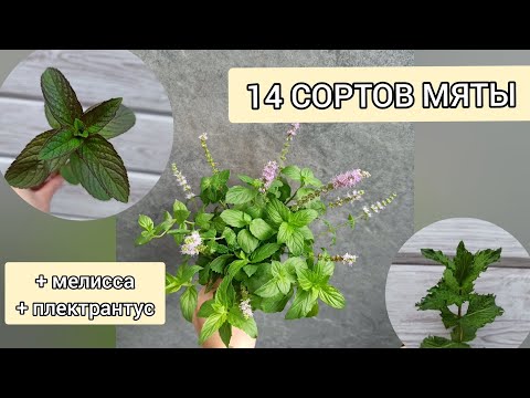 Видео: 14 (+2) СОРТОВ МЯТЫ. Обновленная мятная коллекция.