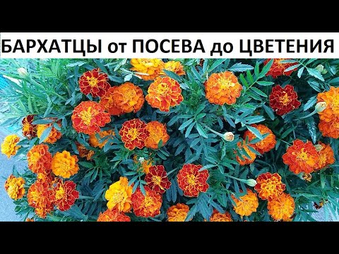 Видео: Бархатцы от А до Я.