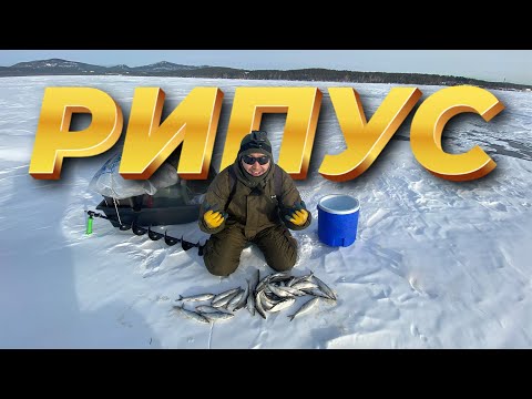 Видео: Зимняя Рыбалка на РИПУСА! Озеро Щучье! Тут кишит эта рыба!)