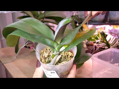 Видео: ОРХИДЕИ НЕ ЗАСНУТ. ПОЛИВ, +5 дней РЕЗУЛЬТАТ. А ДАЛЬШЕ БОЛЬШЕ.