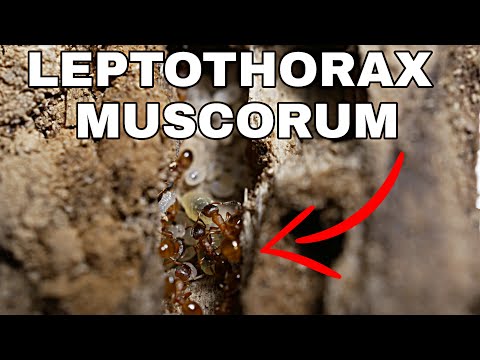 Видео: НАШЕЛ МУРАВЬЕВ В ДЕРЕВЯШКЕ! LEPTOTHORAX MUSCORUM.