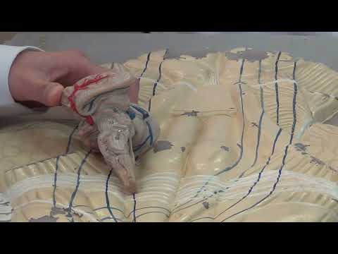 Видео: Внешние контуры продолговатого мозга.